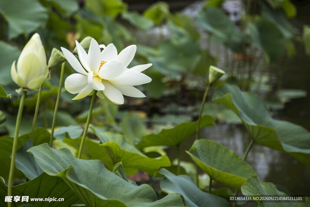 莲花