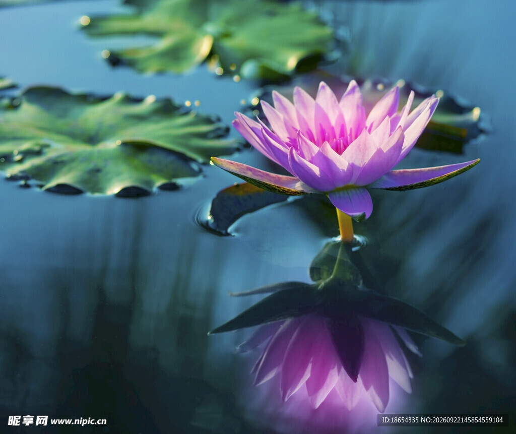 莲花