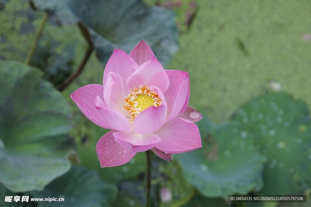 莲花