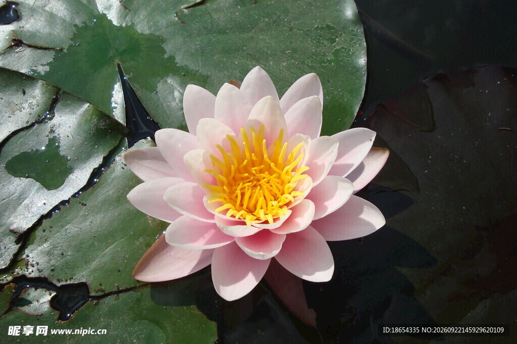 莲花