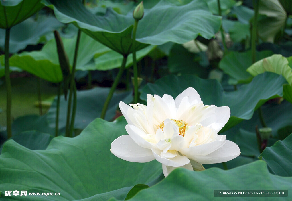 莲花