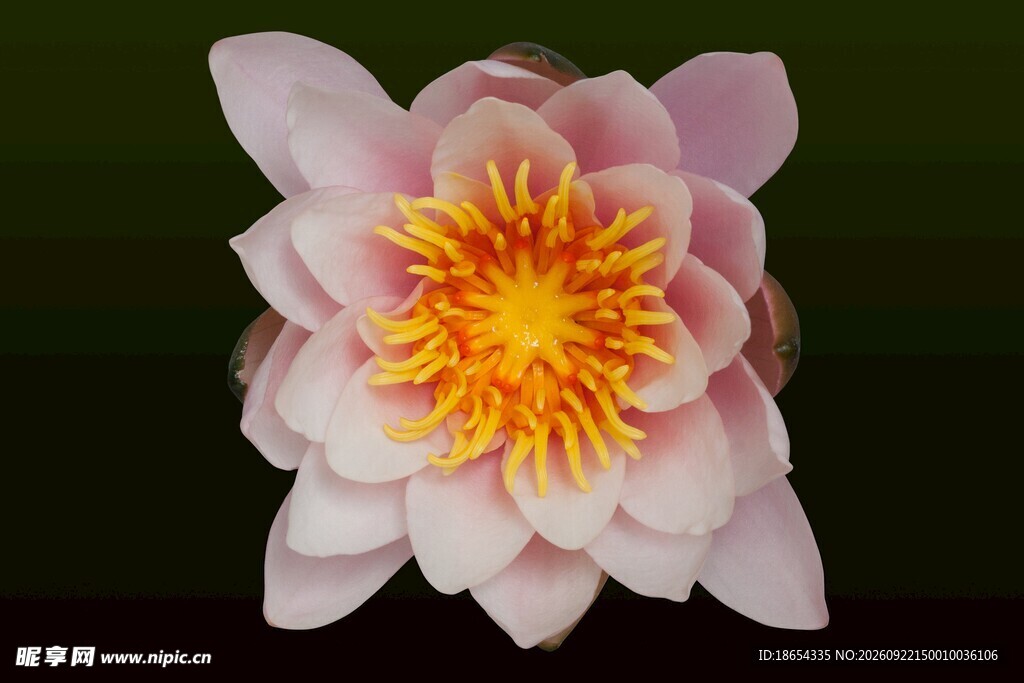莲花