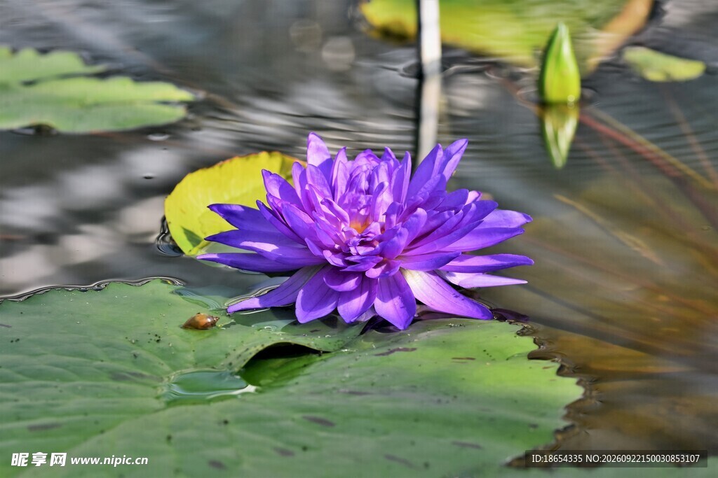 莲花