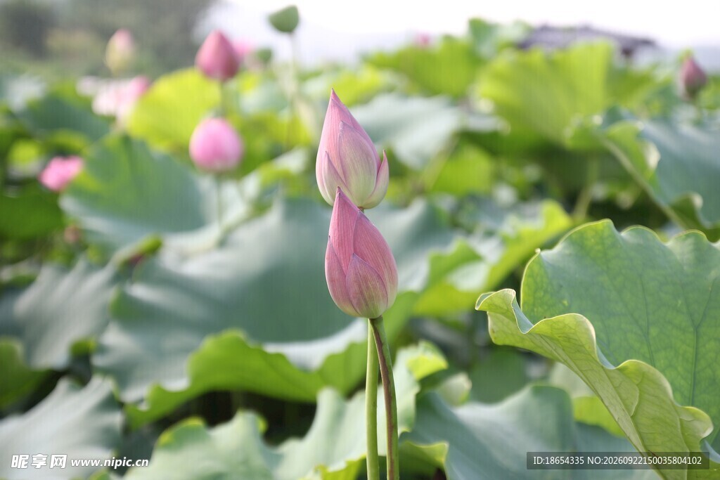 荷花
