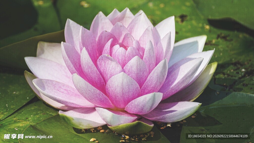 莲花