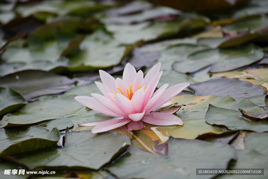 莲花