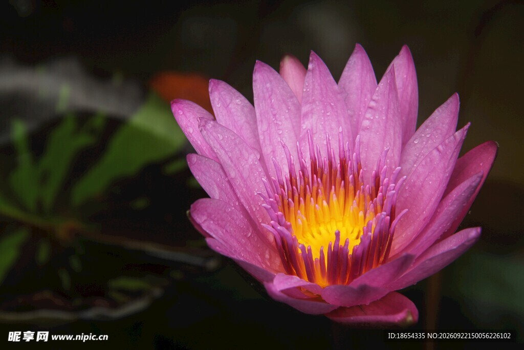 莲花