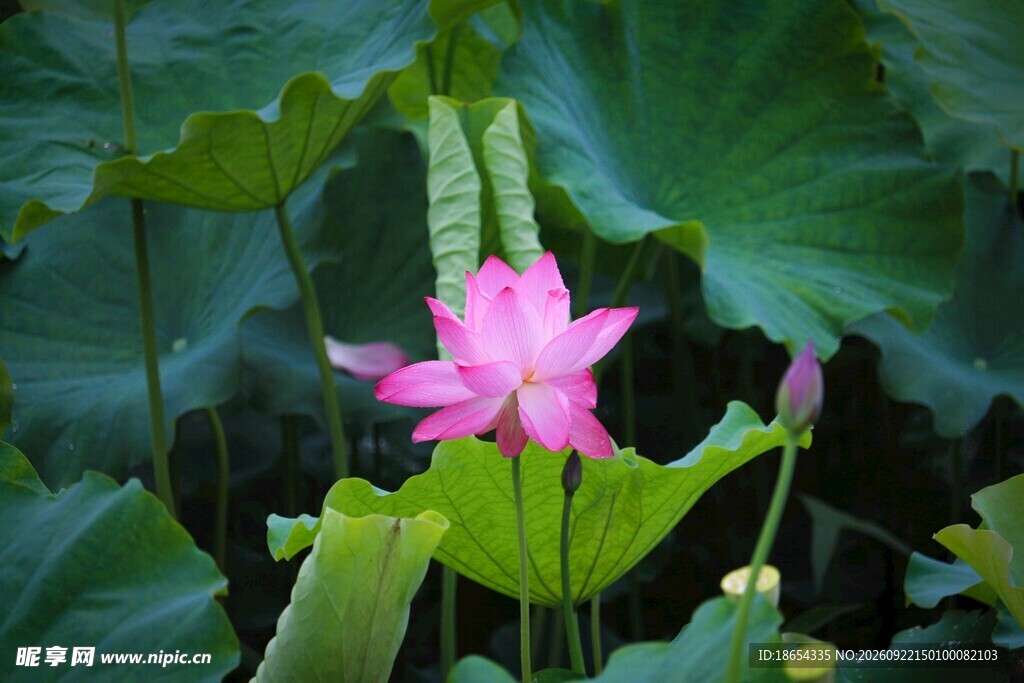 莲花