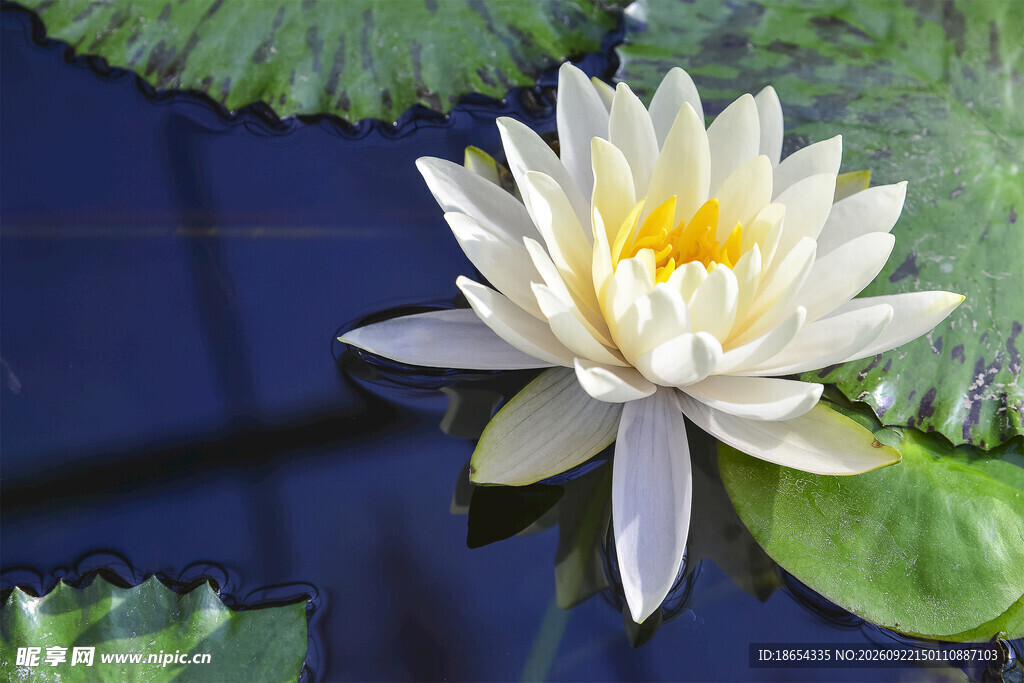 莲花