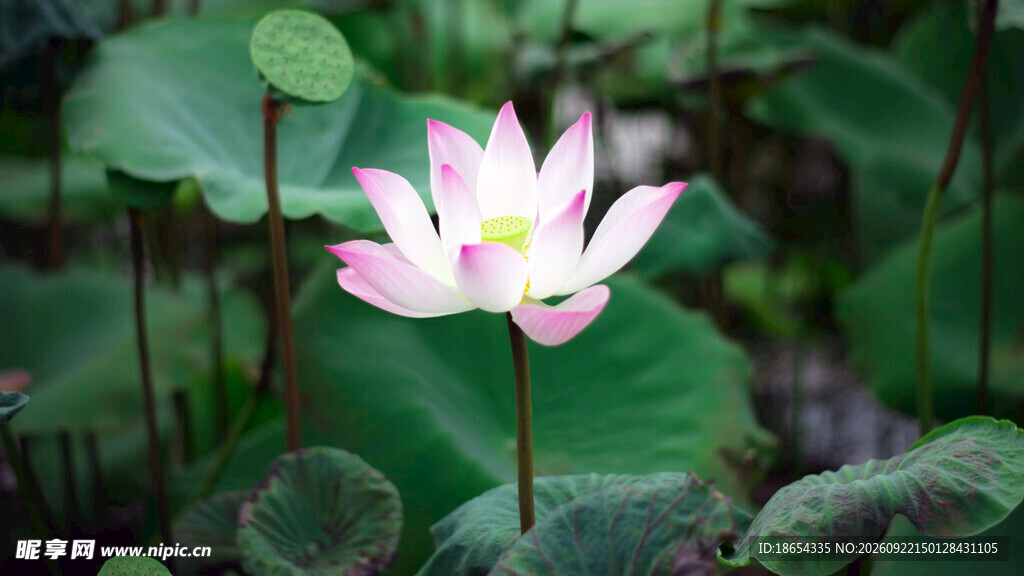 莲花