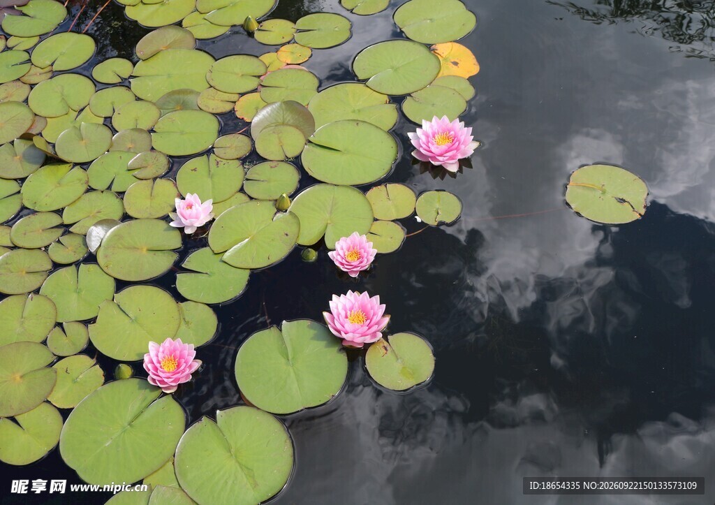 莲花