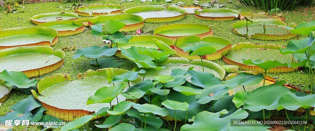 莲花