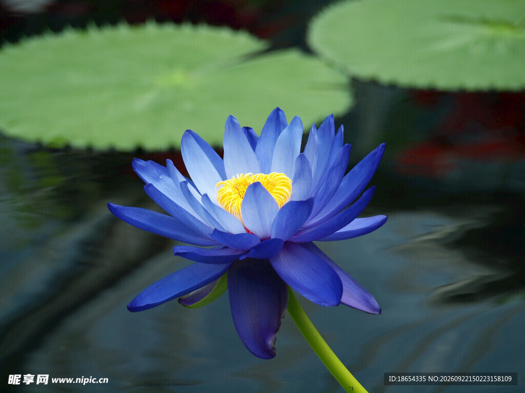 蓝色莲花