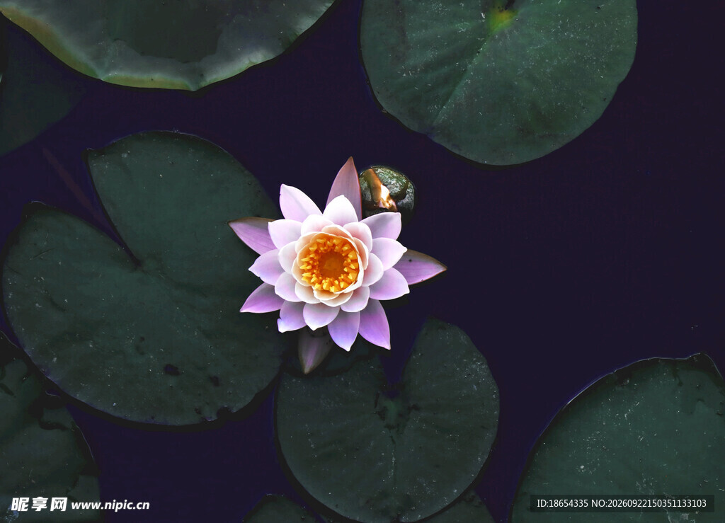 荷花