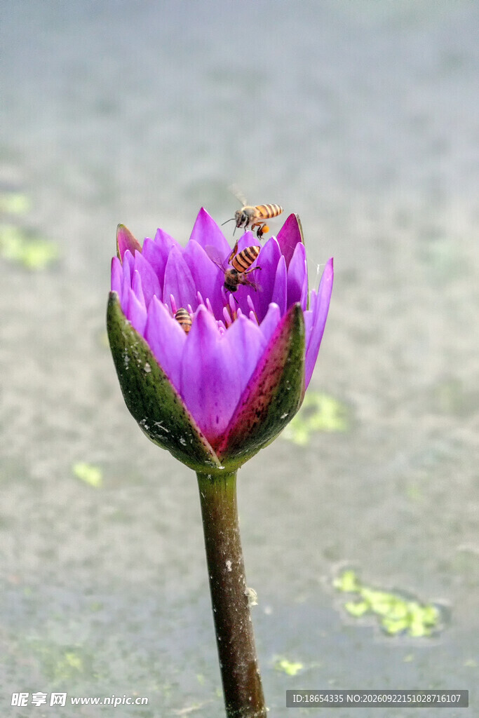 紫睡莲上的小蜜蜂
