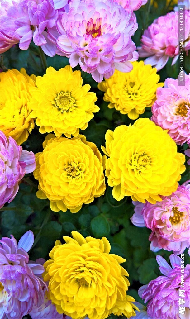 缤纷秋菊花卉特写