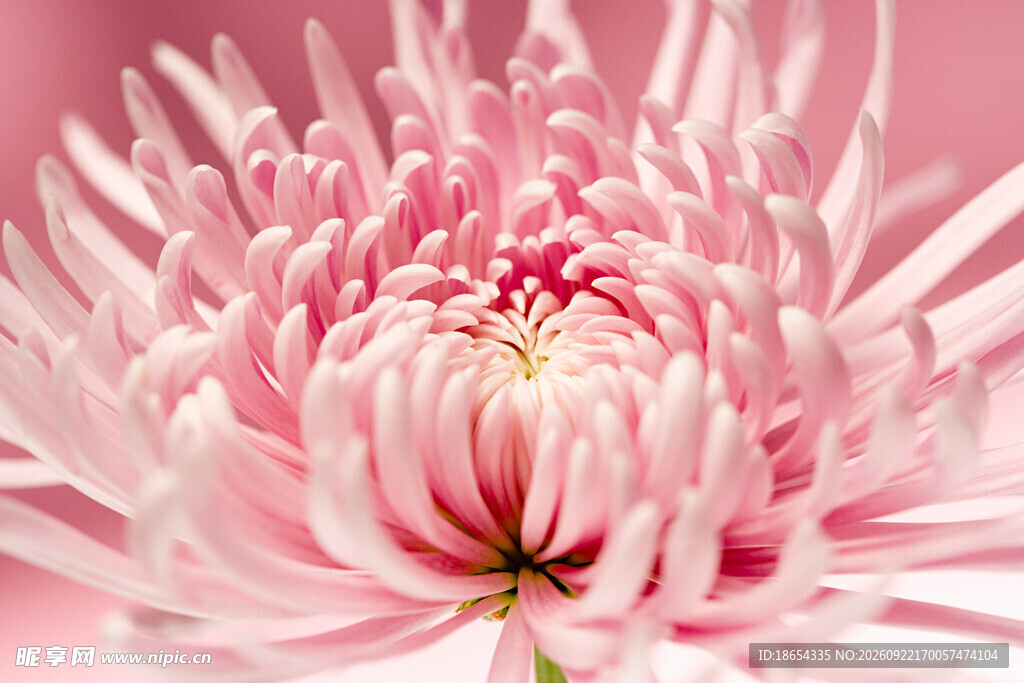 柔粉菊花特写