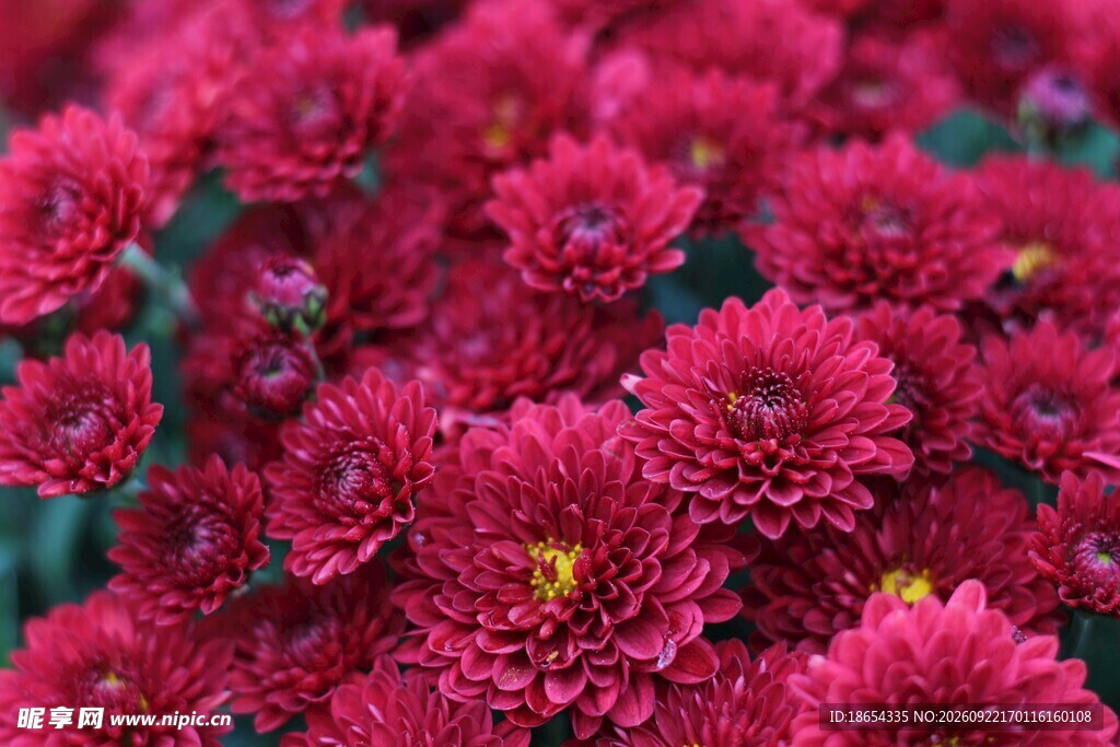 紫红色菊花花簇特写