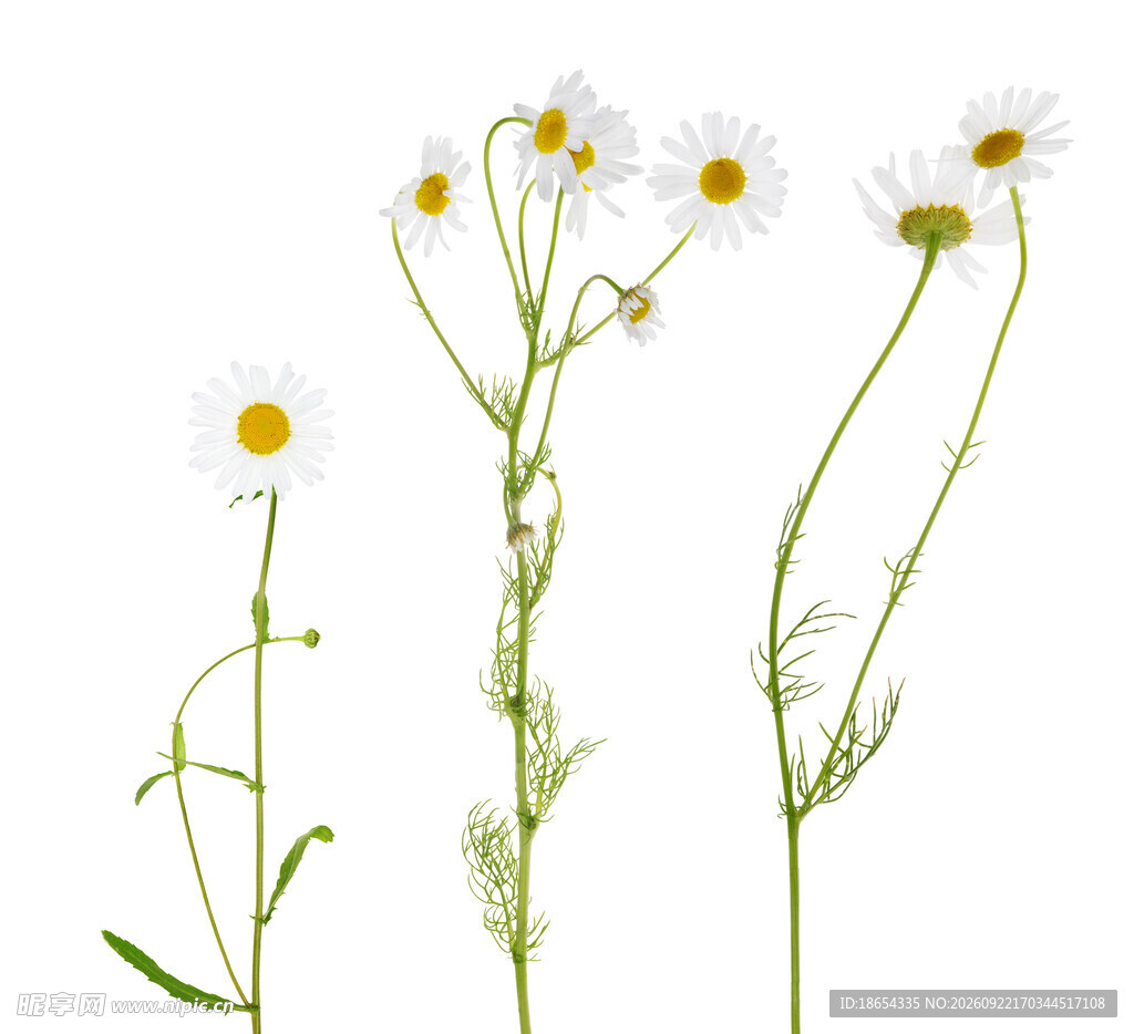 三株清新小雏菊
