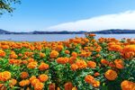 湖畔花海自然风光