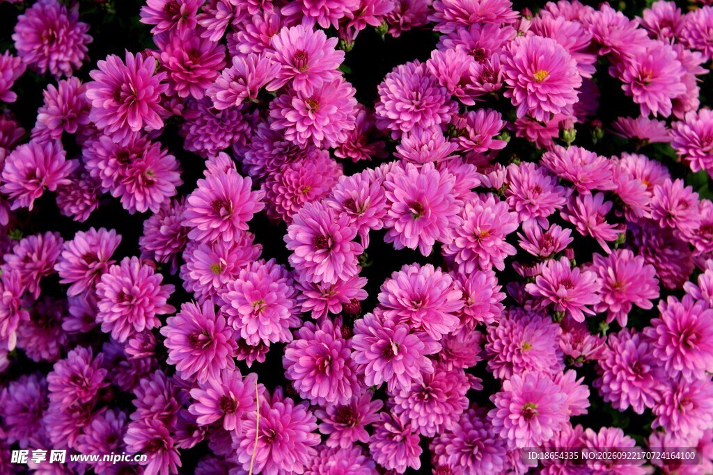 紫色菊花