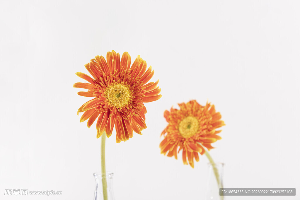 两朵橙色非洲菊