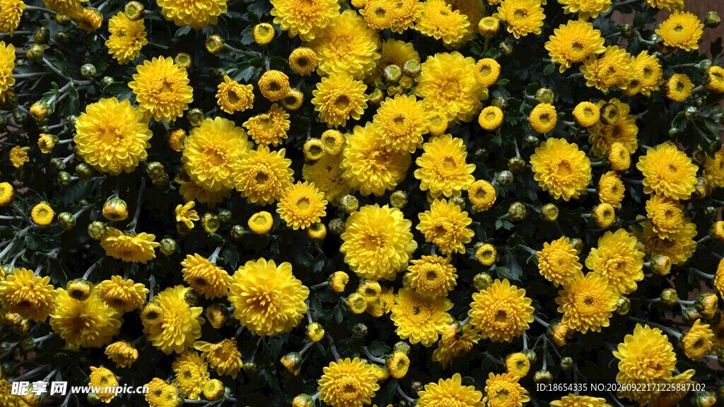 菊花
