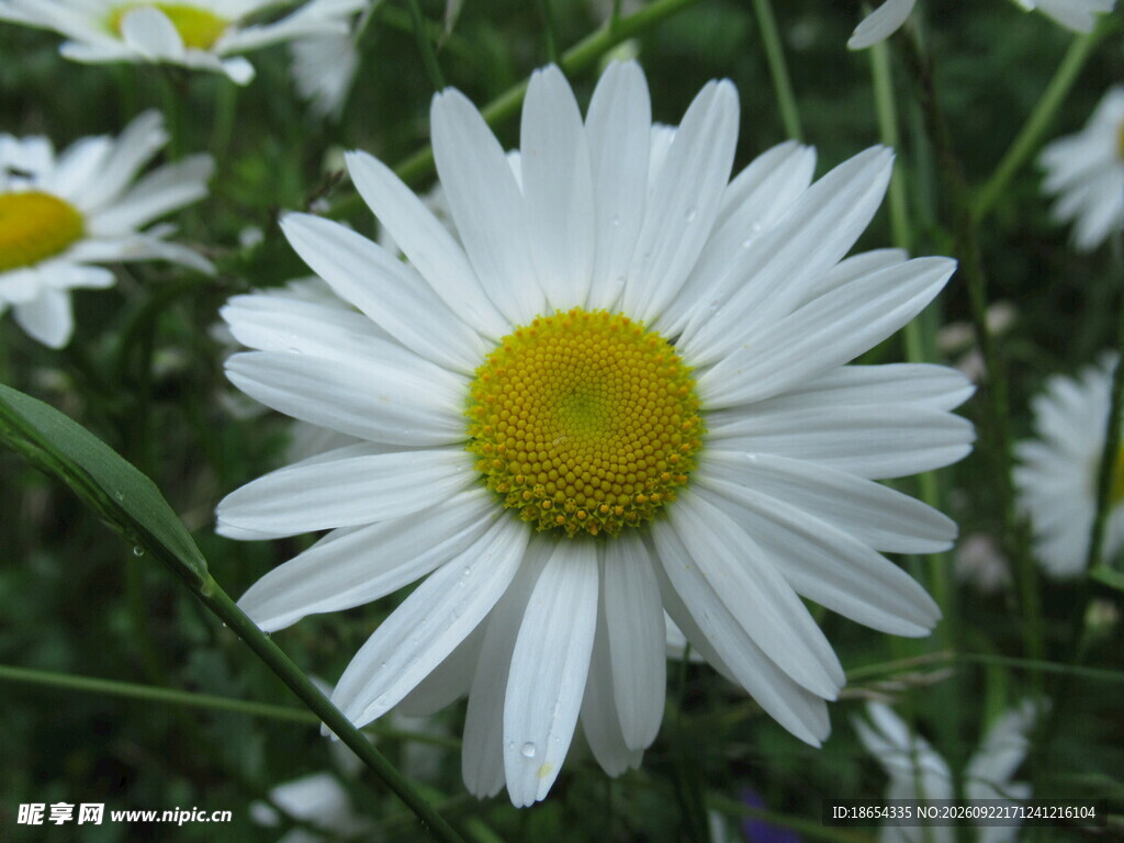 白色小雏菊特写