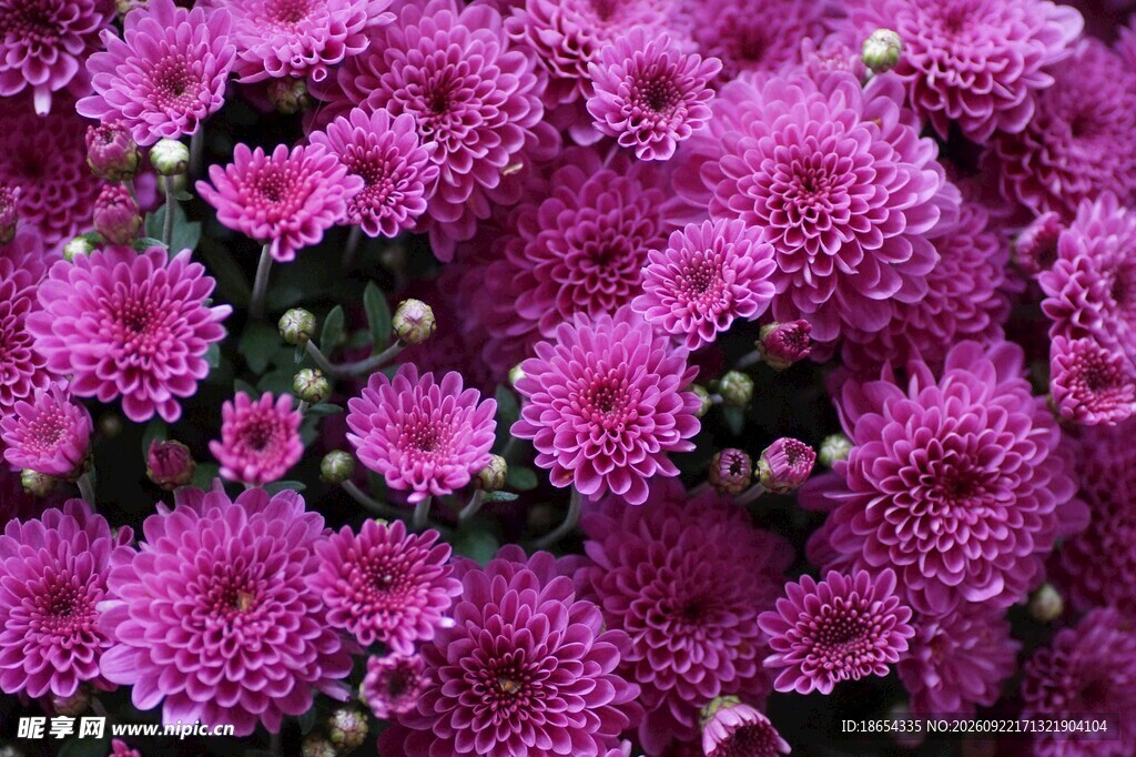 紫色菊花簇特写