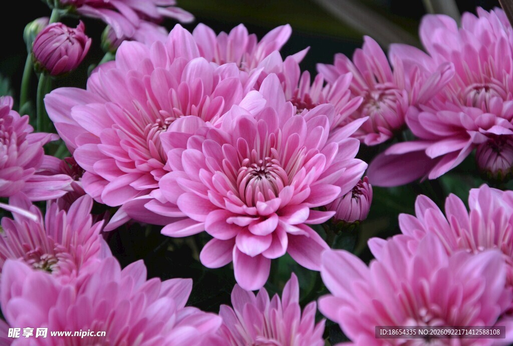 粉色菊花唯美特写