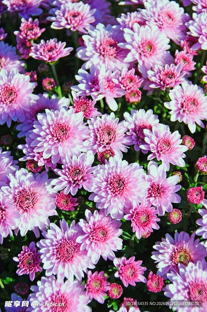 清新粉紫小菊花丛