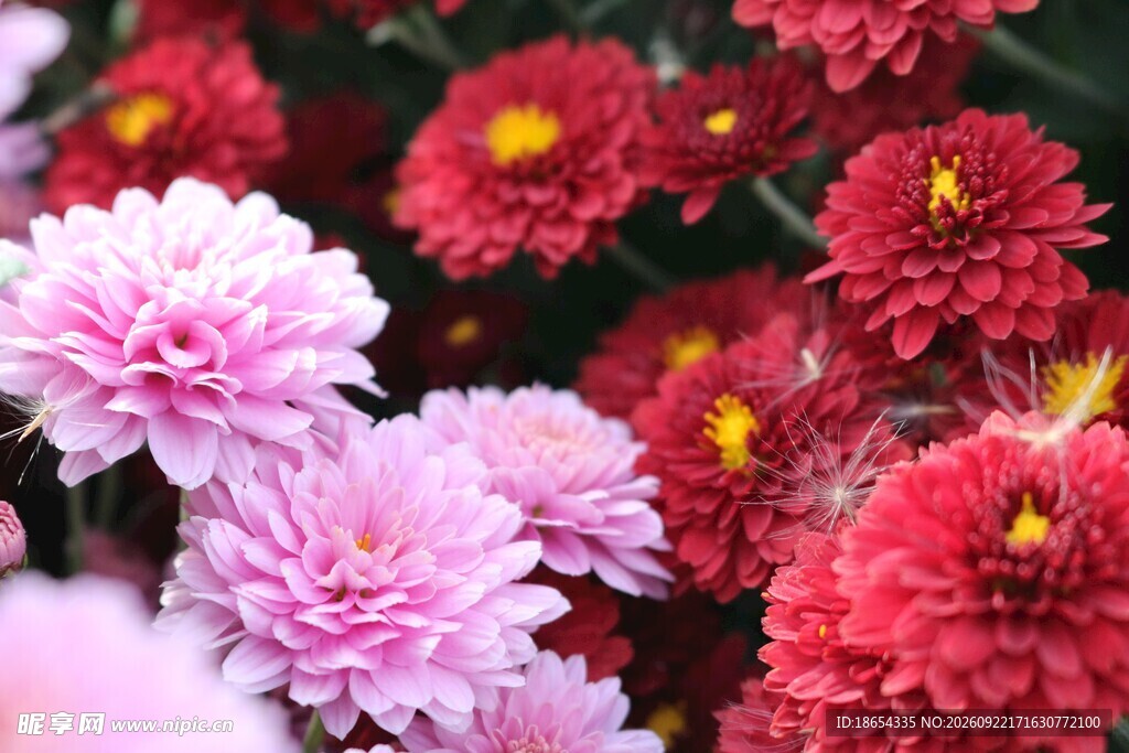 缤纷秋菊花卉特写