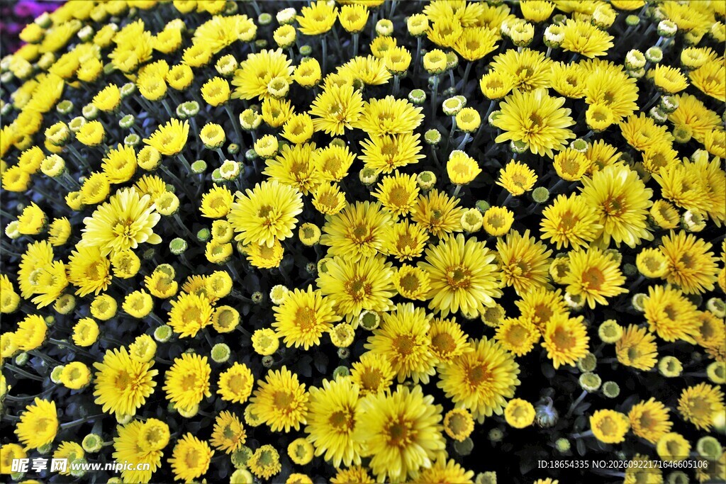 菊花