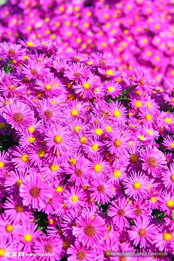 紫色小菊花丛特写