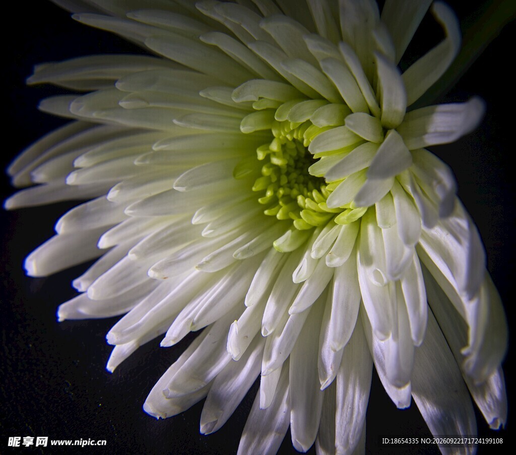暗调白色菊花特写