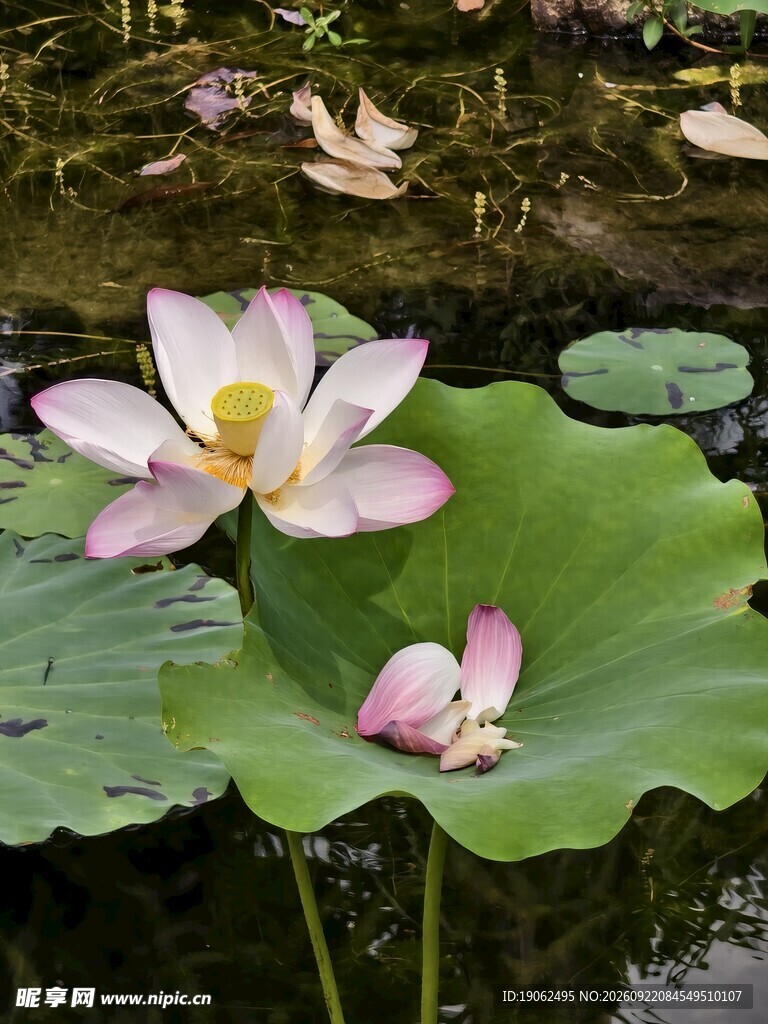 秋日残荷