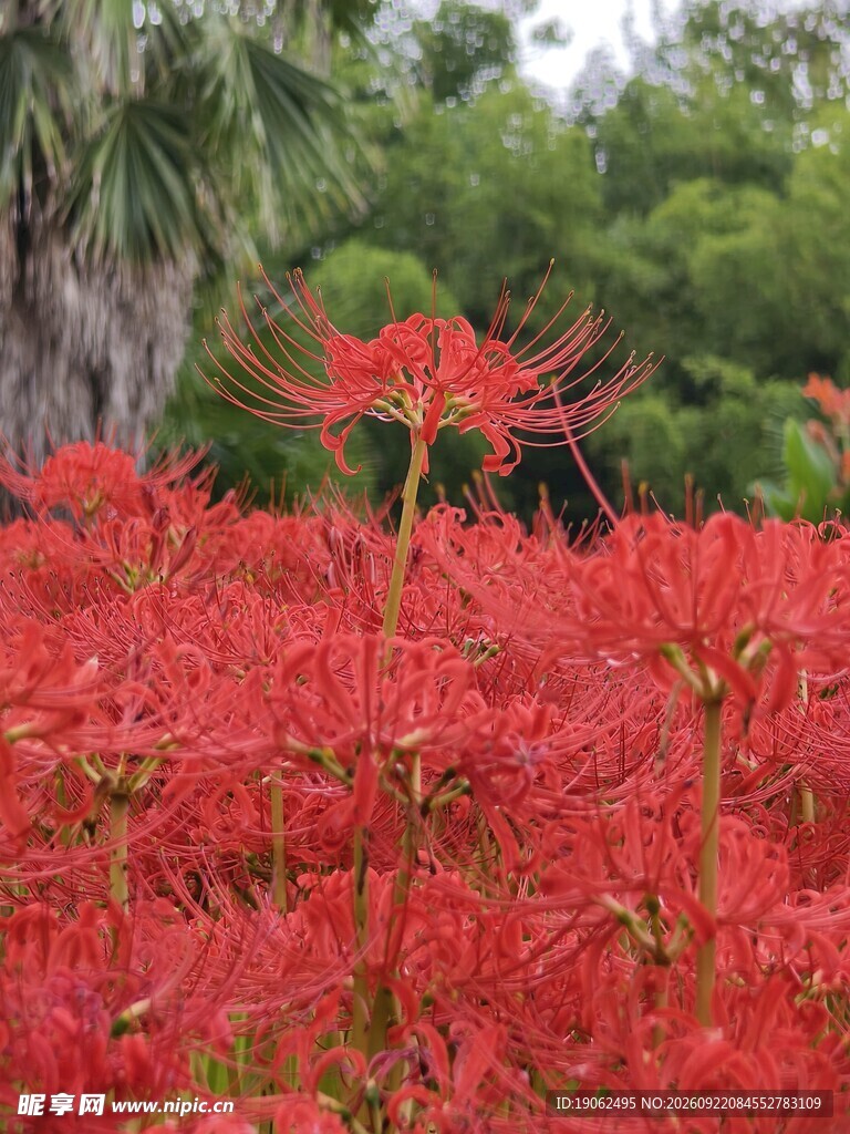 彼岸花开