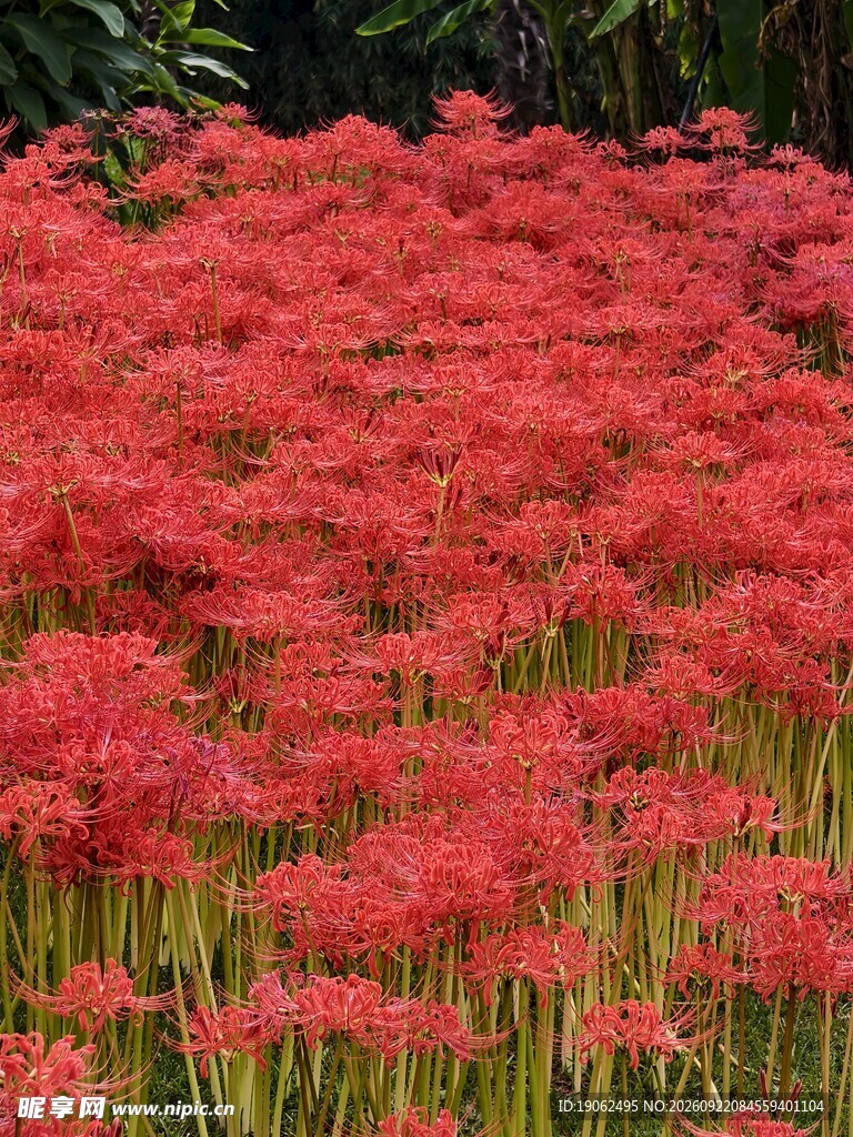 彼岸花开
