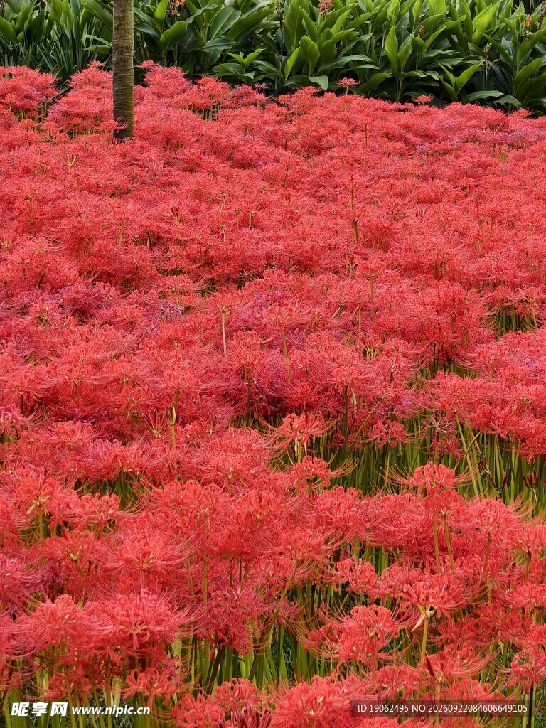 彼岸花开