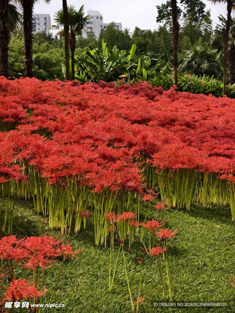 彼岸花开