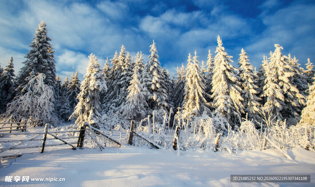 冬日雪后松林美景
