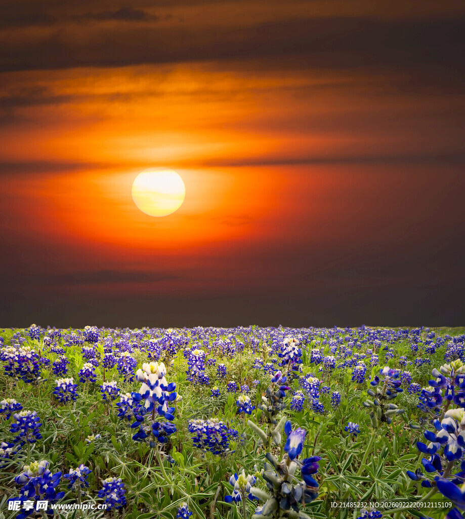 夕阳下的蓝花田美景