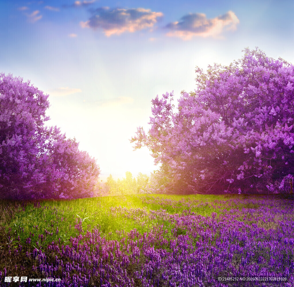 紫花林晨光唯美风景