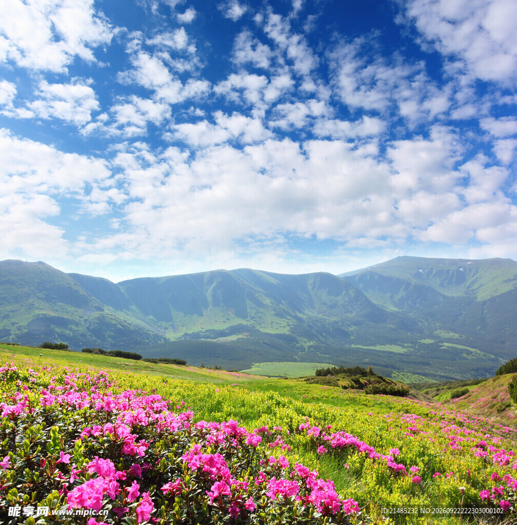 高原花海晴空美景
