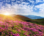 高山花海日出美景