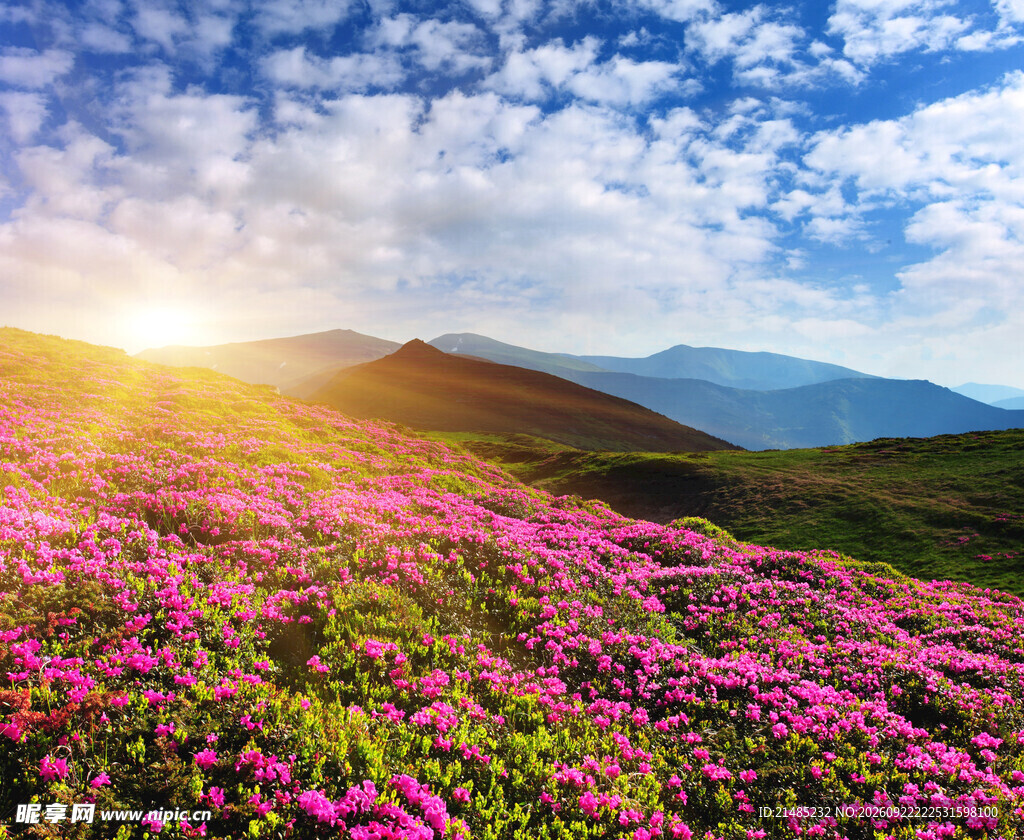 高山花海日出美景