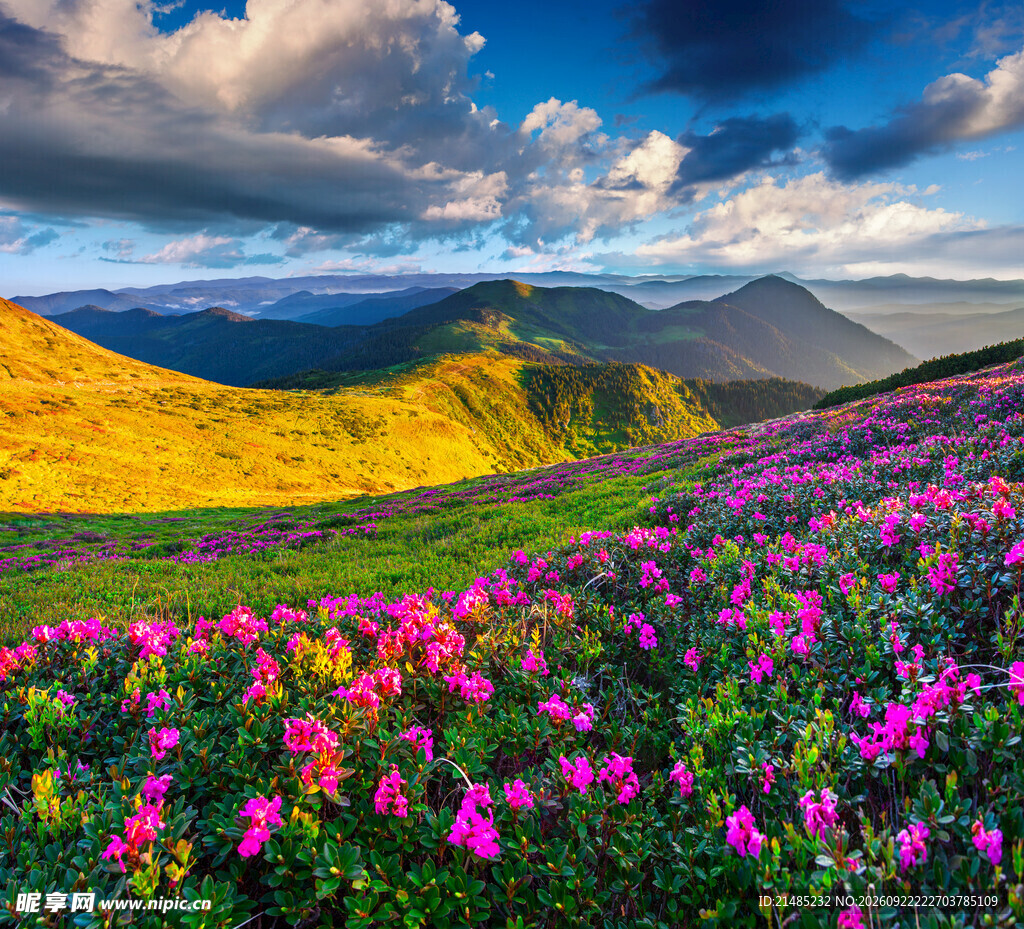 高山花海自然风光