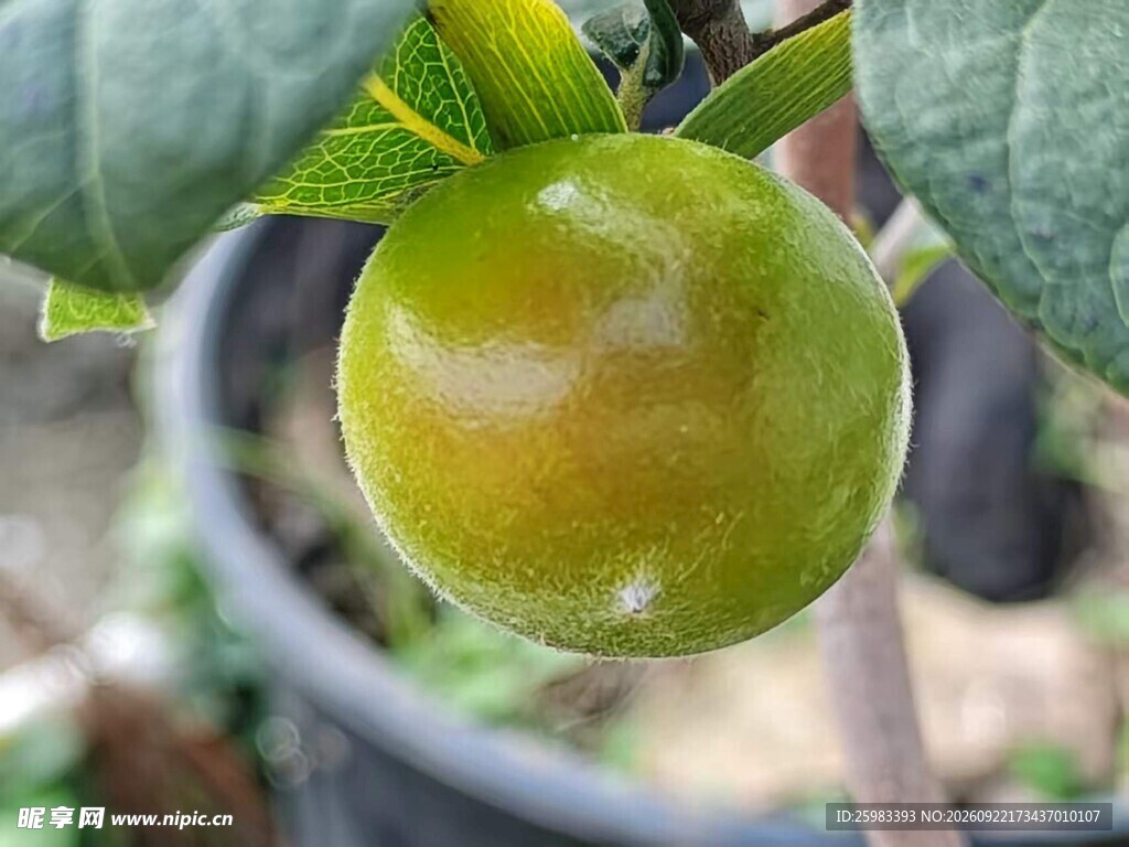 老鸦柿