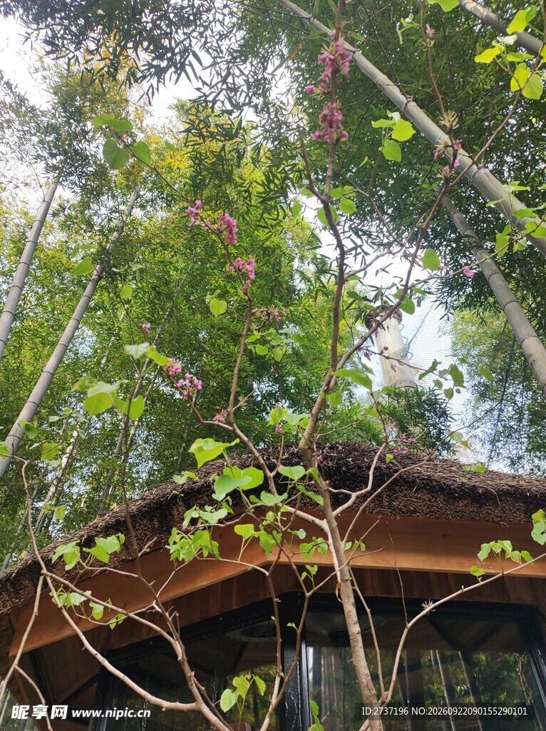 竹林