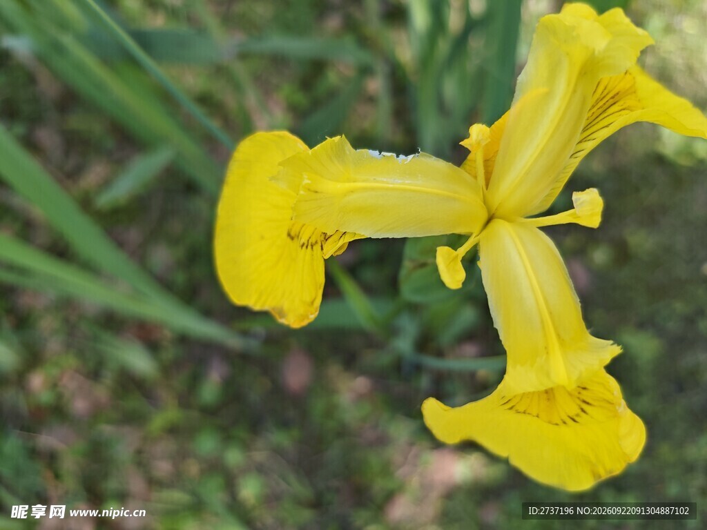 黄鸢尾